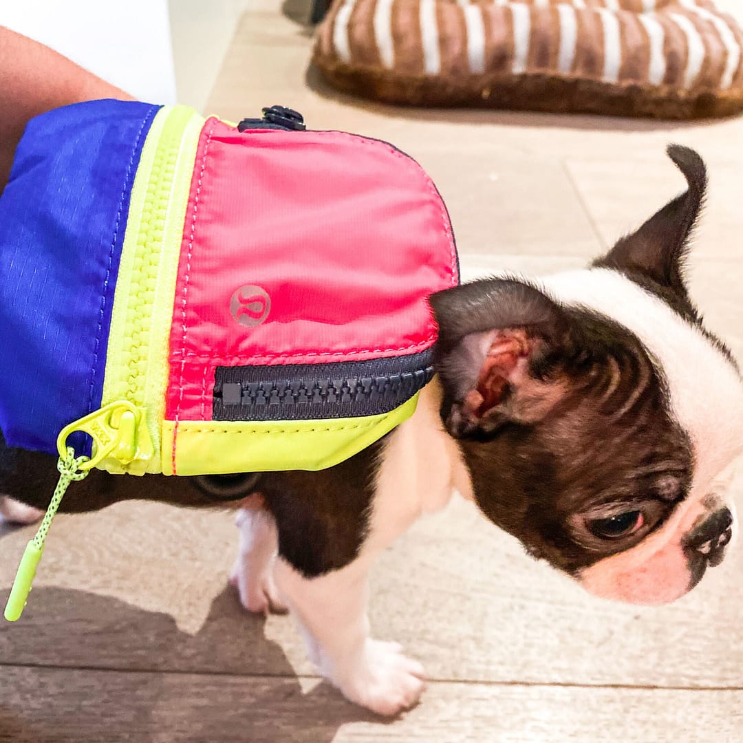 lululemon City Adventurer Backpack Nano dog pictures, Lululemon Upload